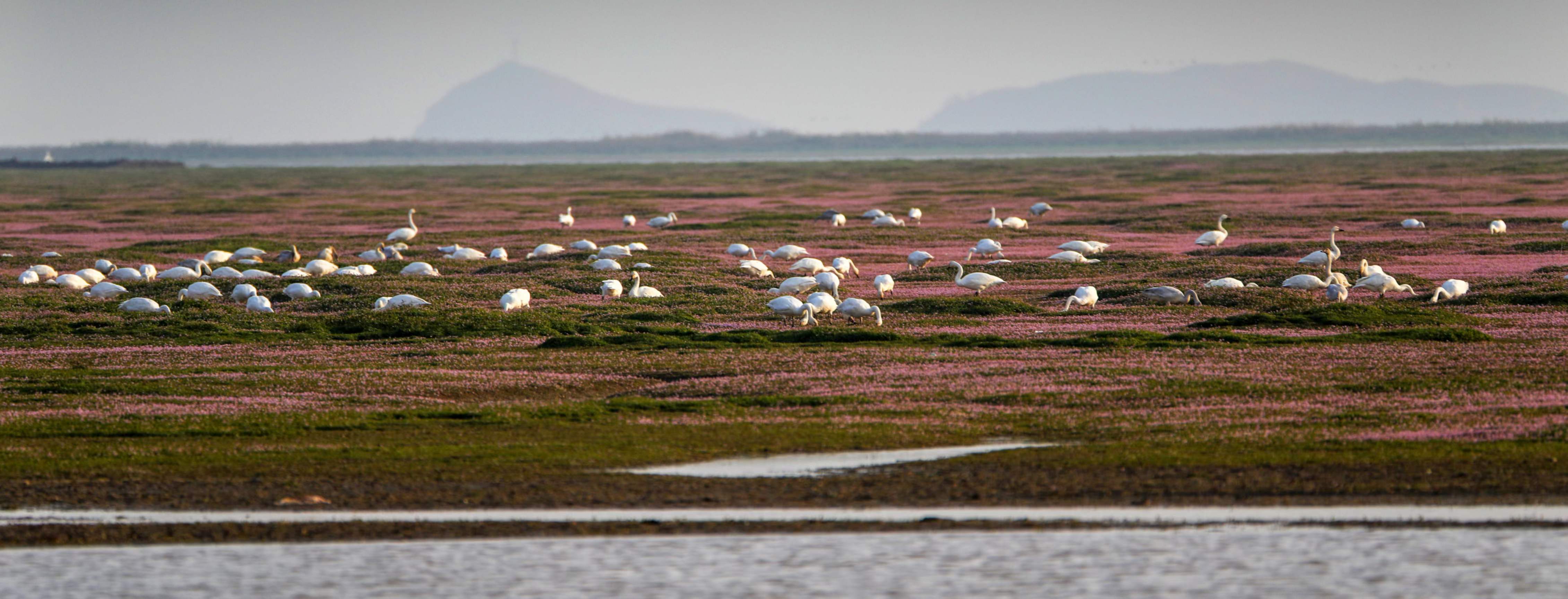 小天鹅欢聚鄱阳湖畔(组图)