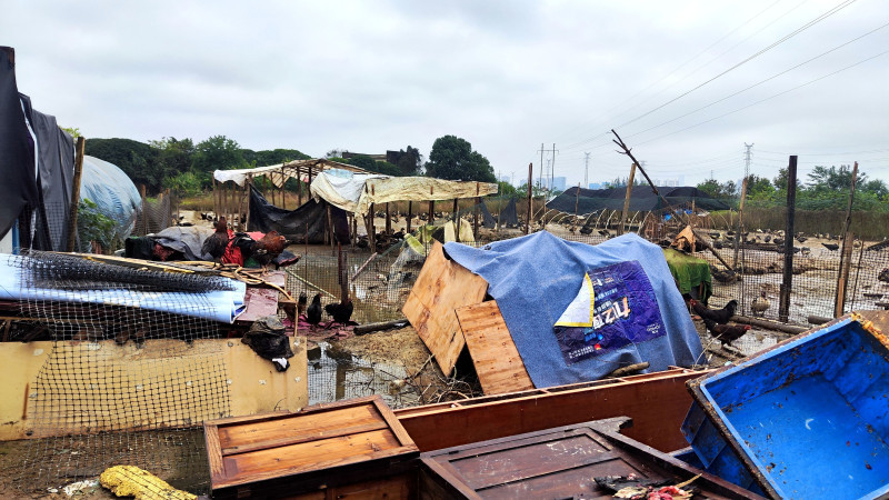 整治之前，违章搭建的鸡鸭棚臭气熏天，脏乱不堪。