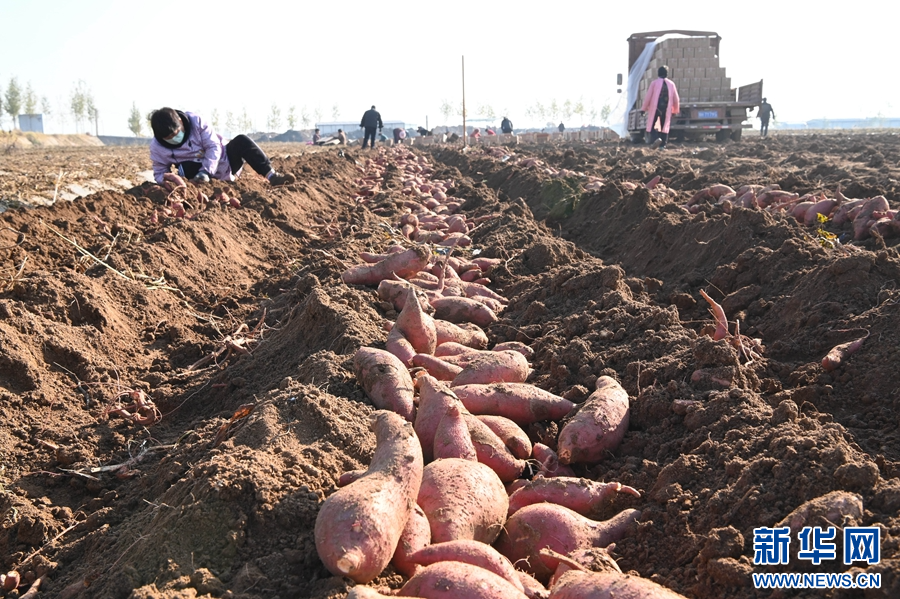 11月19日,河南省沁阳市西万镇校尉营村,农民在矿山复耕田里采挖红薯。
