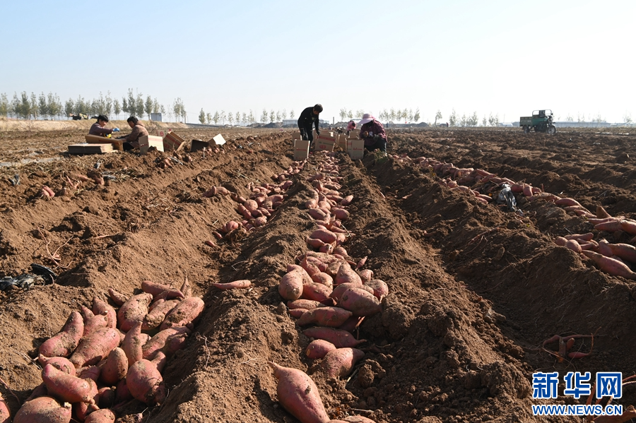 11月19日,河南省沁阳市西万镇校尉营村,农民在矿山复耕田里采挖红薯。