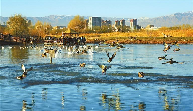 11月18日，游客在张掖国家湿地公园观赏鹤影湖上嬉戏的黑天鹅、丹顶鹤等鸟类。新甘肃·甘肃日报通讯员　陈礼