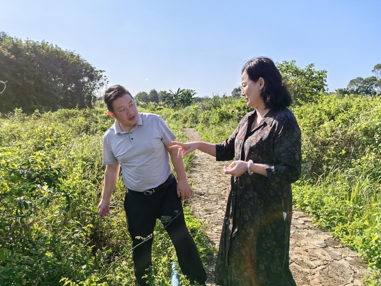 共谋牛大力产业发展新路径 海南石山神岭火山牛大力农业科技有限公司（原洪都商业）与凤凰网海南电商运营中心开展合作交流