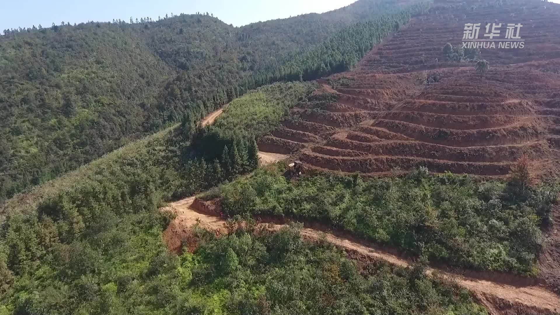 湖南宁远：技术指导造油茶林