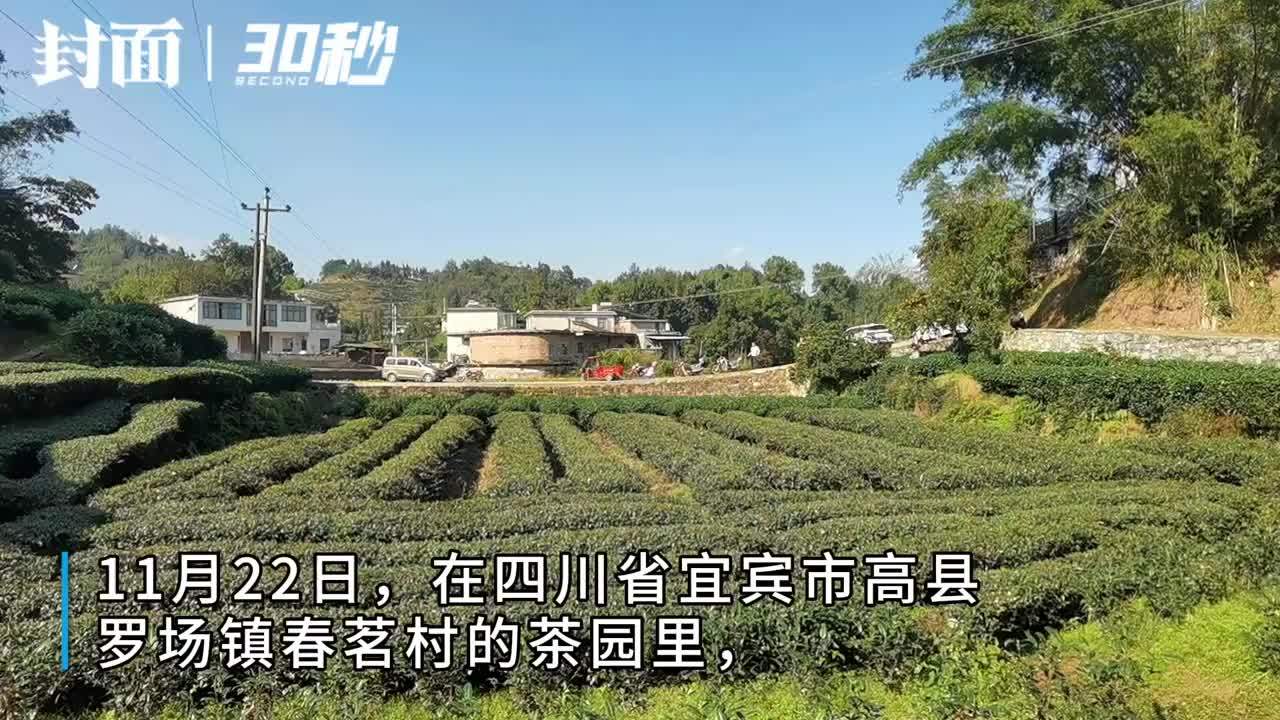 30秒 | “亿元村”茶农冬管忙  四川宜宾高县春茗村仅茶叶年产值就超2亿元