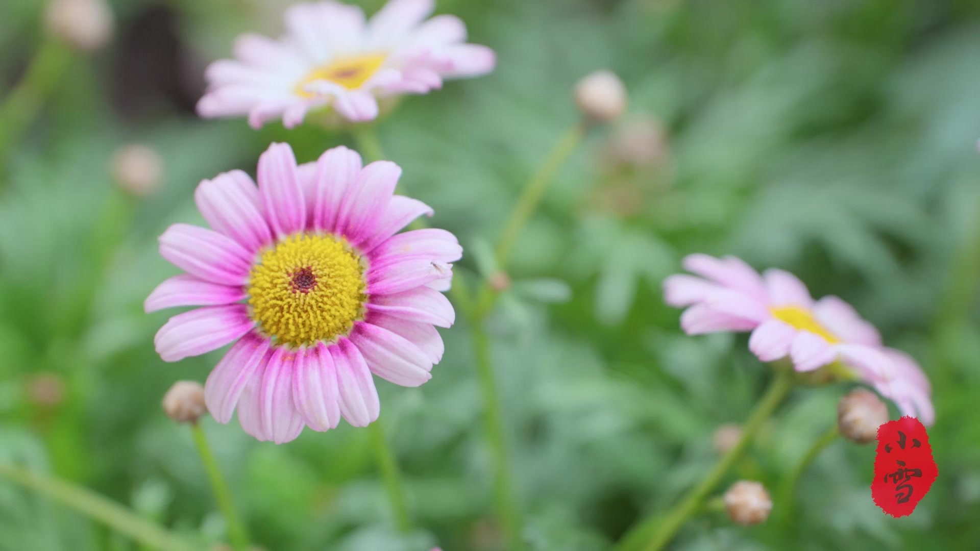 二十四节气·小份菜推荐｜小雪：繁花似锦蒸蛋羹 营养丰富老少咸宜