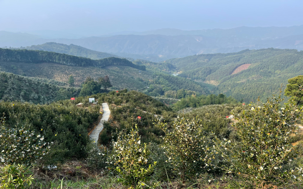 广西柳州油茶产业