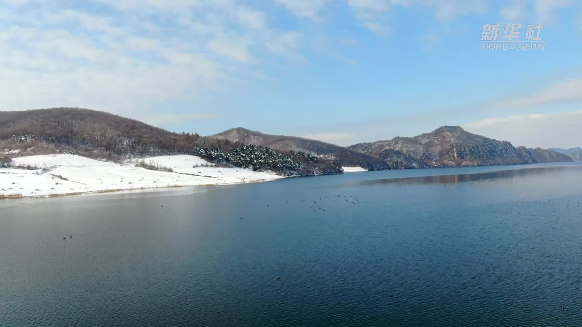 辽宁铁岭：雪后湿地 野鸭戏水