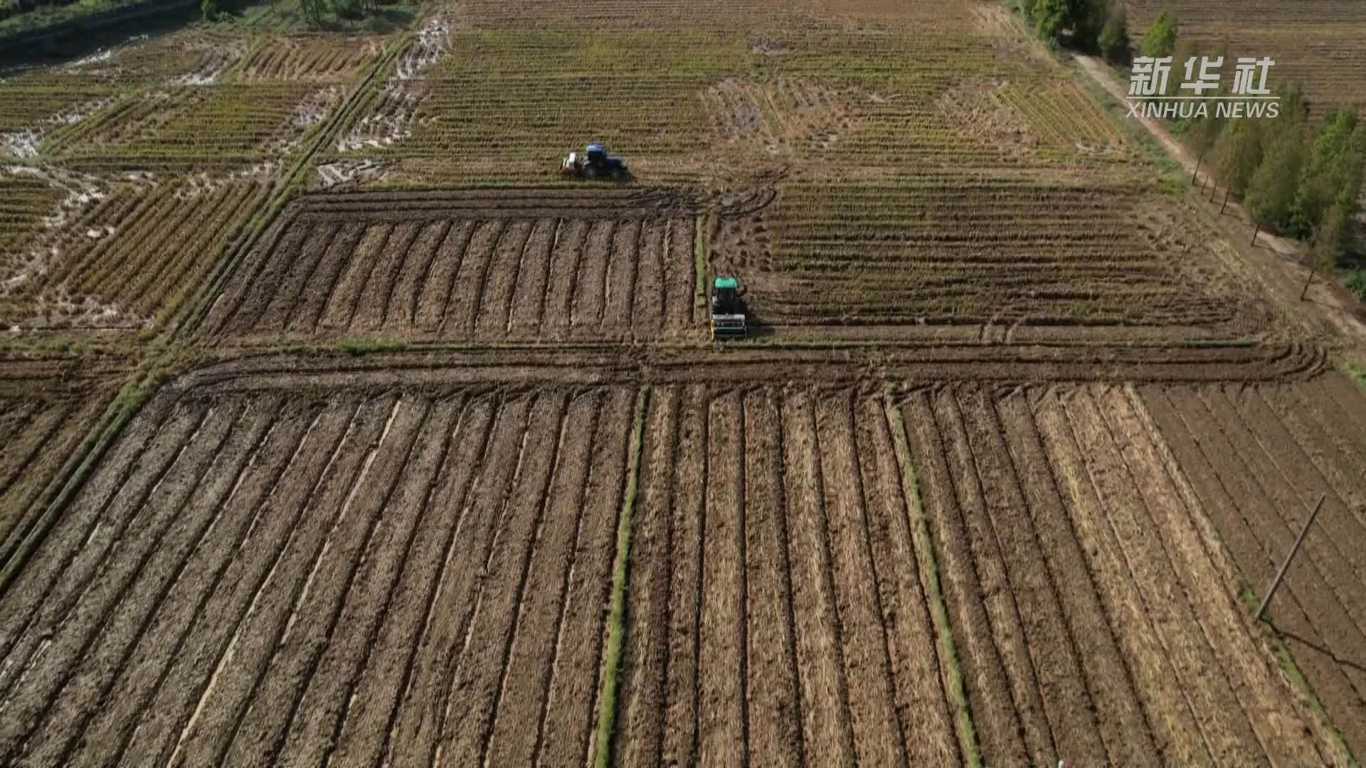 江西吉水：种肥同播技术巧 冬种油菜农户忙