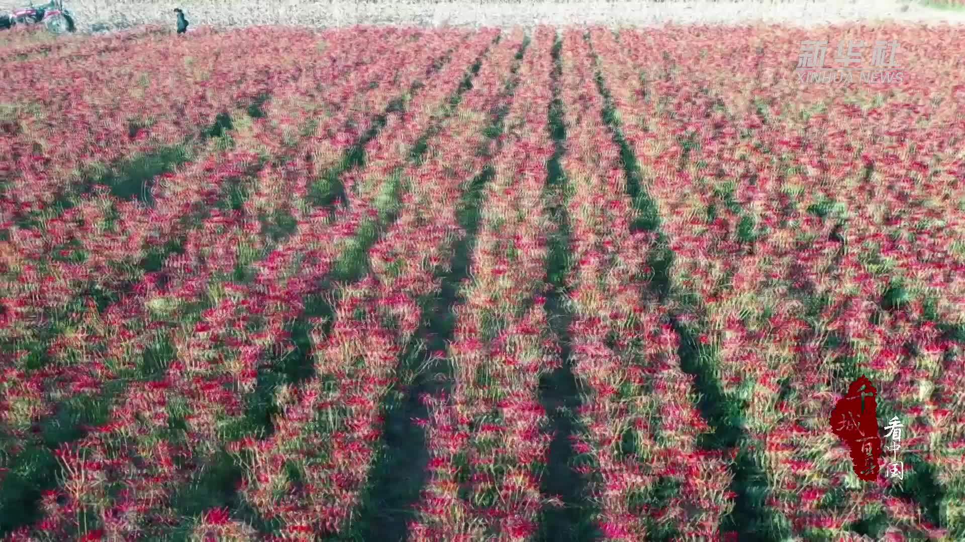 千城百县看中国｜河北沧县：辣椒喜丰收 透着心里红