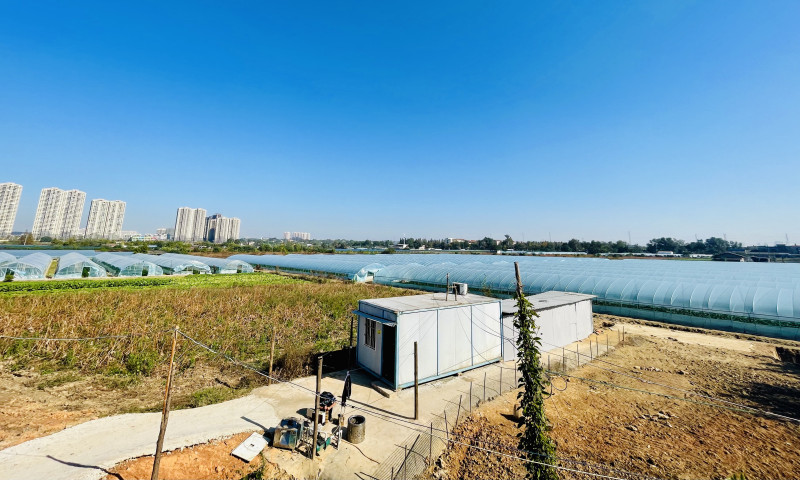 脏臭的鸡鸭棚拆除后，苏托垸内丰收画卷清爽宜人。 均为长沙晚报全媒体记者 李卓 摄