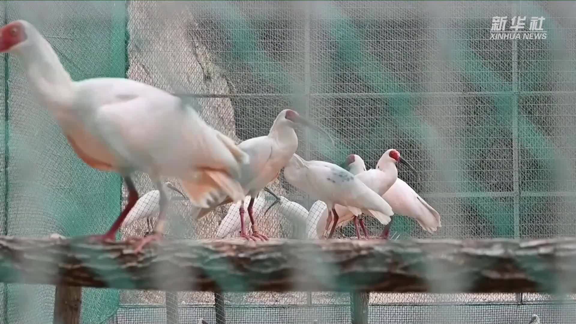 陕西延安全力确保朱鹮安全越冬_凤凰网视频_凤凰网