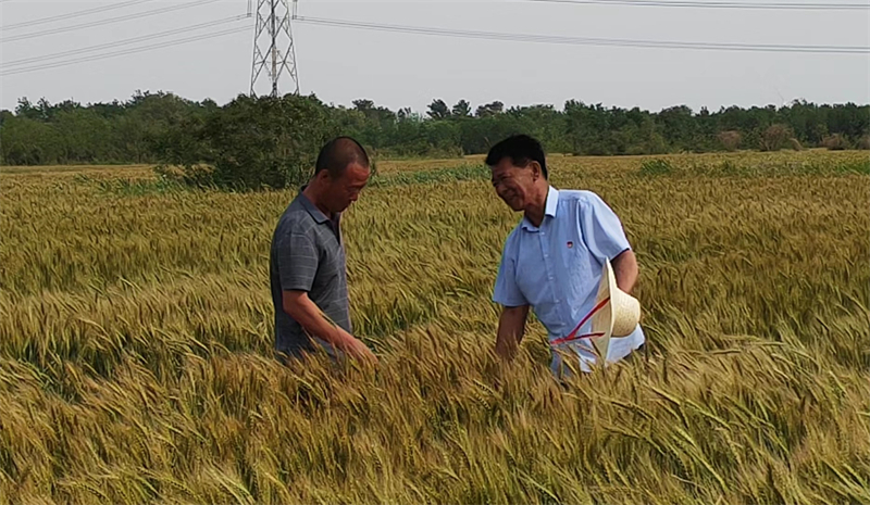 5月26日 ，刘玉锁（右）与村民一起查看旱碱麦长势。省文联组联部供图