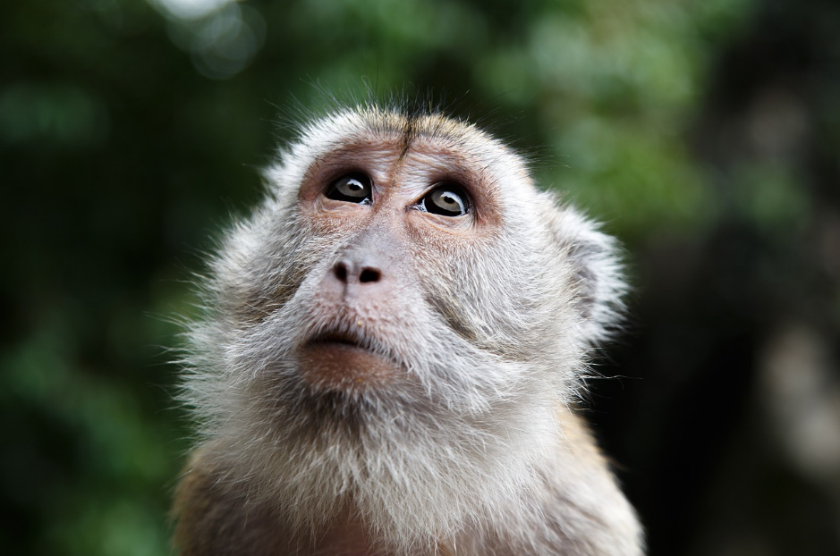 △马来西亚雨林中的猴子特写（图/plxabay）