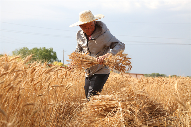 6月，张卫军在“捷麦19”三圃繁种田进行田间穗行的初选和收获工作。崔秩恺 摄