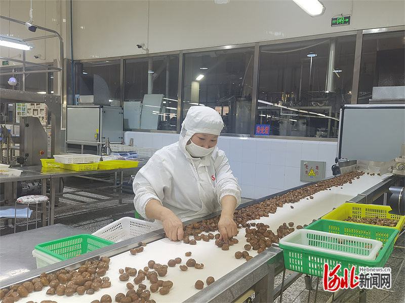 11月15日，承德神栗食品股份有限公司生产车间，工人正在分拣板栗仁。 河北日报记者 李冬云摄