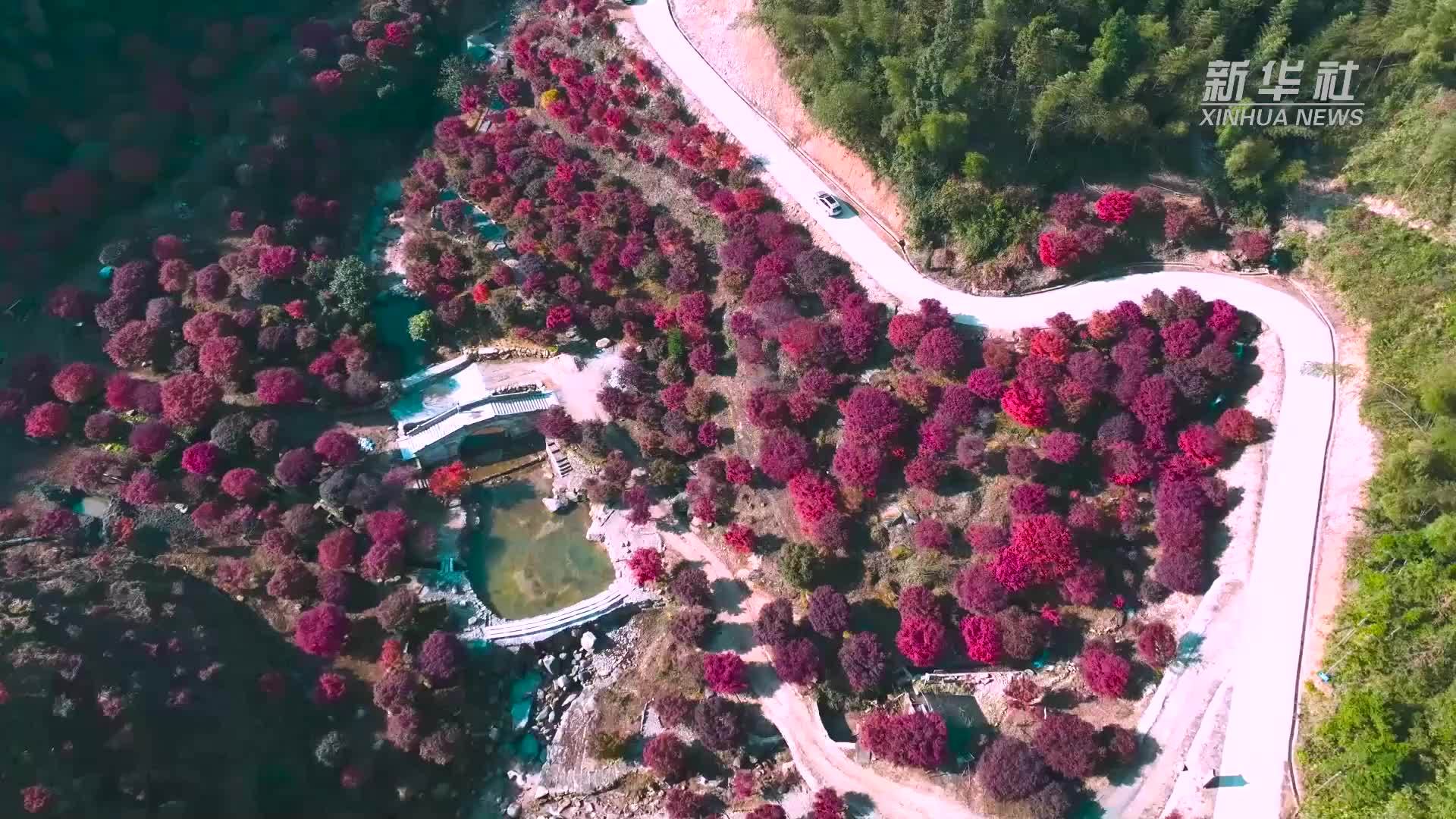 湖南蓝山：又是一年枫红时“枫”情万种惹人醉