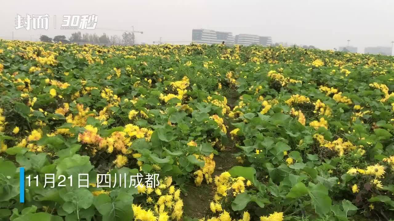 30秒｜初冬到成都空港体育公园赏菊看飞机