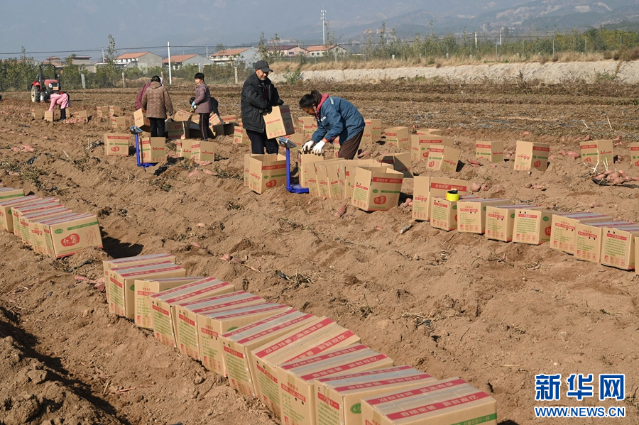 11月19日,河南省沁阳市西万镇校尉营村,采挖的红薯正在装箱。