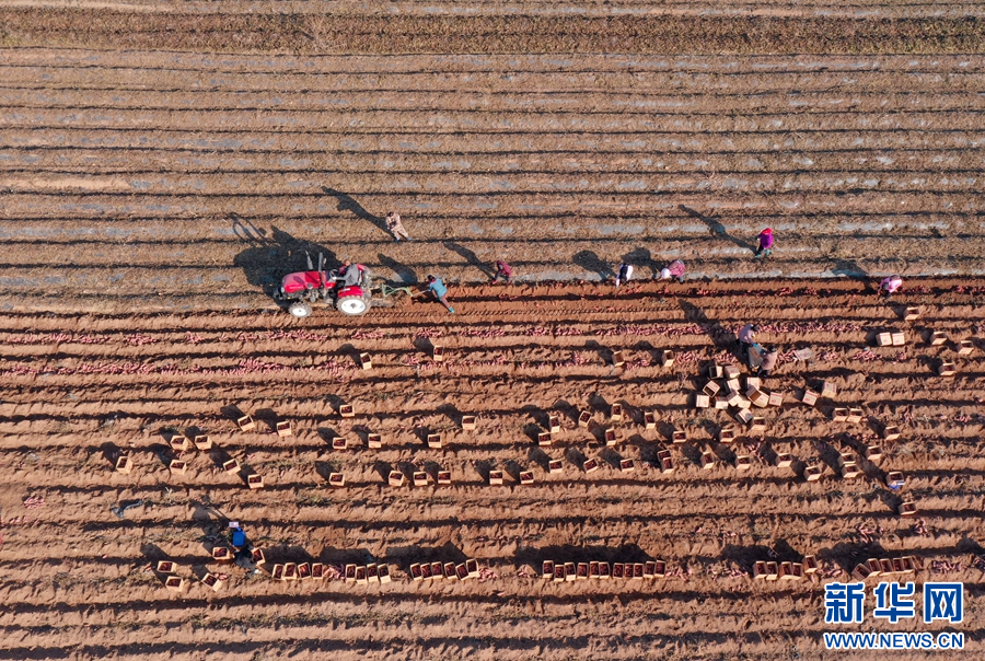 11月19日,河南省沁阳市西万镇校尉营村,农民在矿山复耕田里采挖红薯(无人机照片)。
