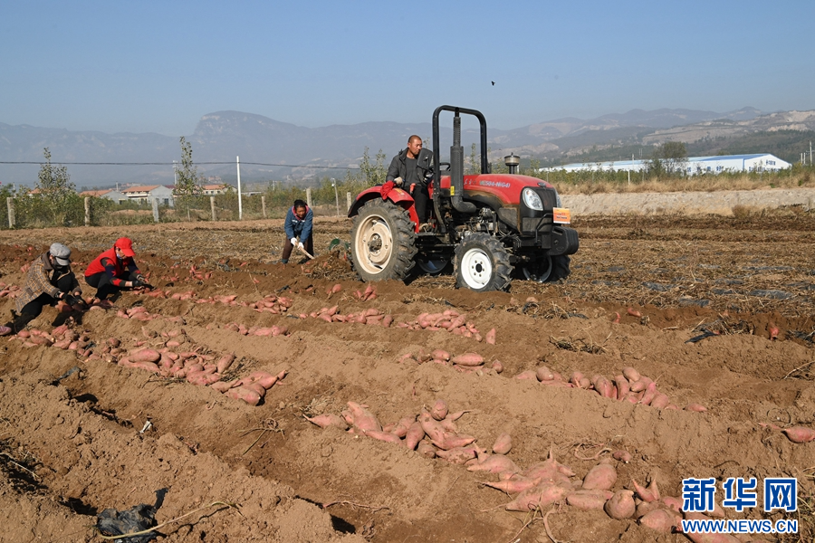 11月19日,河南省沁阳市西万镇校尉营村,农民在矿山复耕田里采挖红薯。