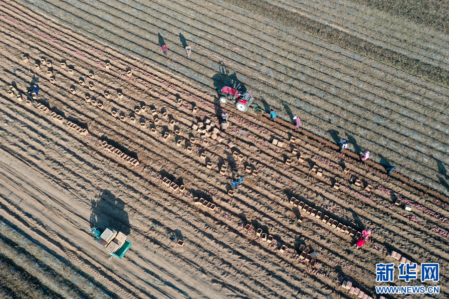 11月19日,河南省沁阳市西万镇校尉营村,农民在矿山复耕田里采挖红薯(无人机照片)。