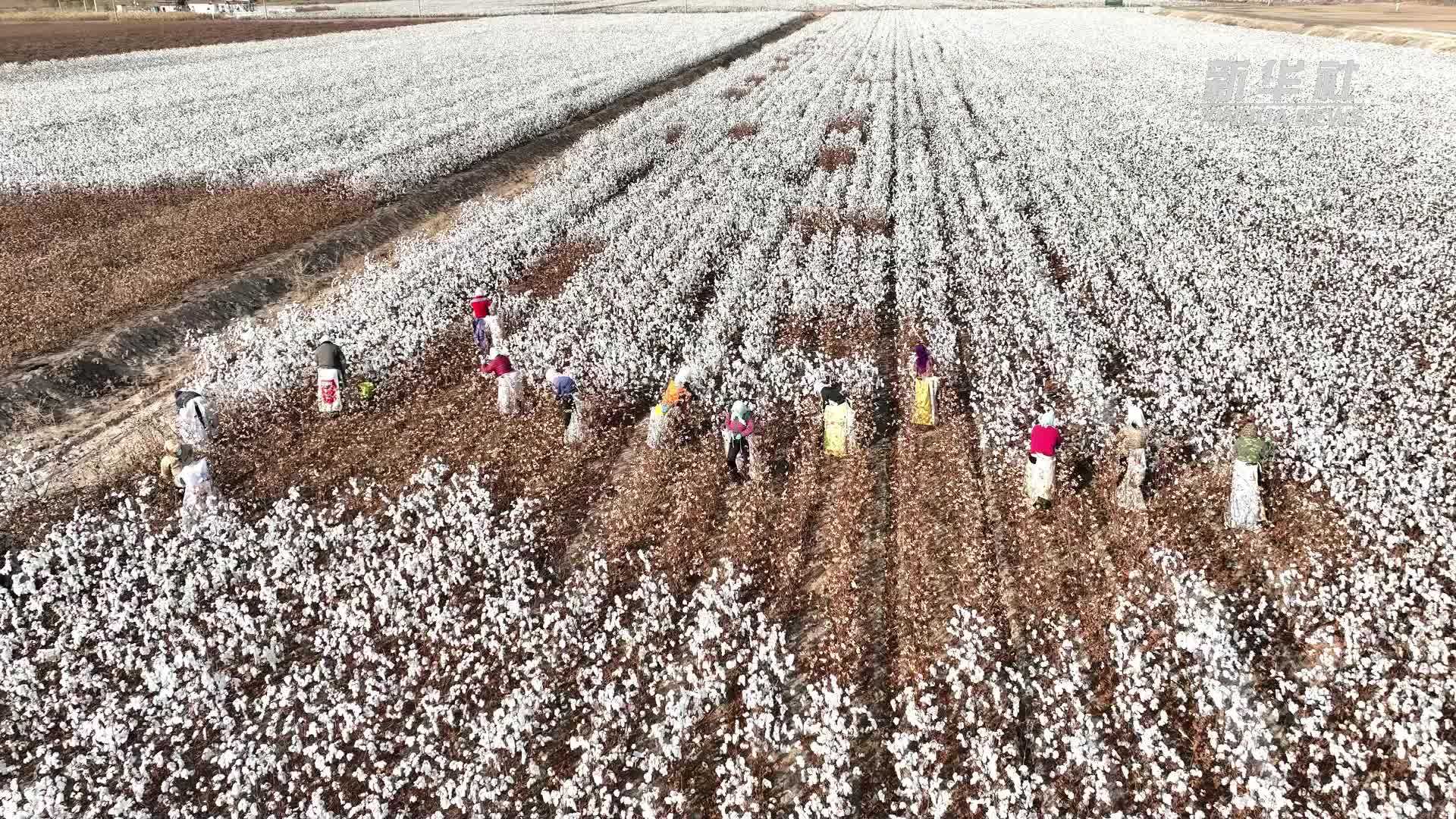 山东无棣：盐碱地种子棉喜获丰收