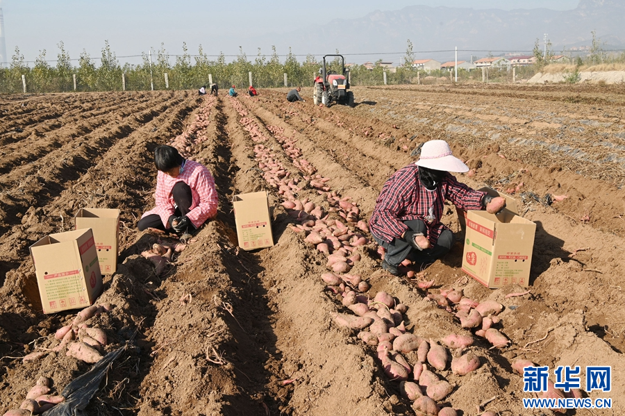 11月19日,河南省沁阳市西万镇校尉营村,农民在矿山复耕田里采挖红薯。