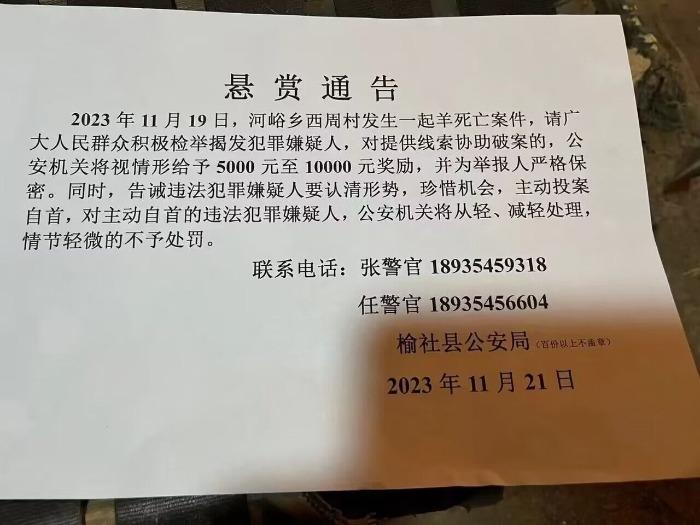 山西榆社一村民称约80只羊中毒死亡！警方发布悬赏通告