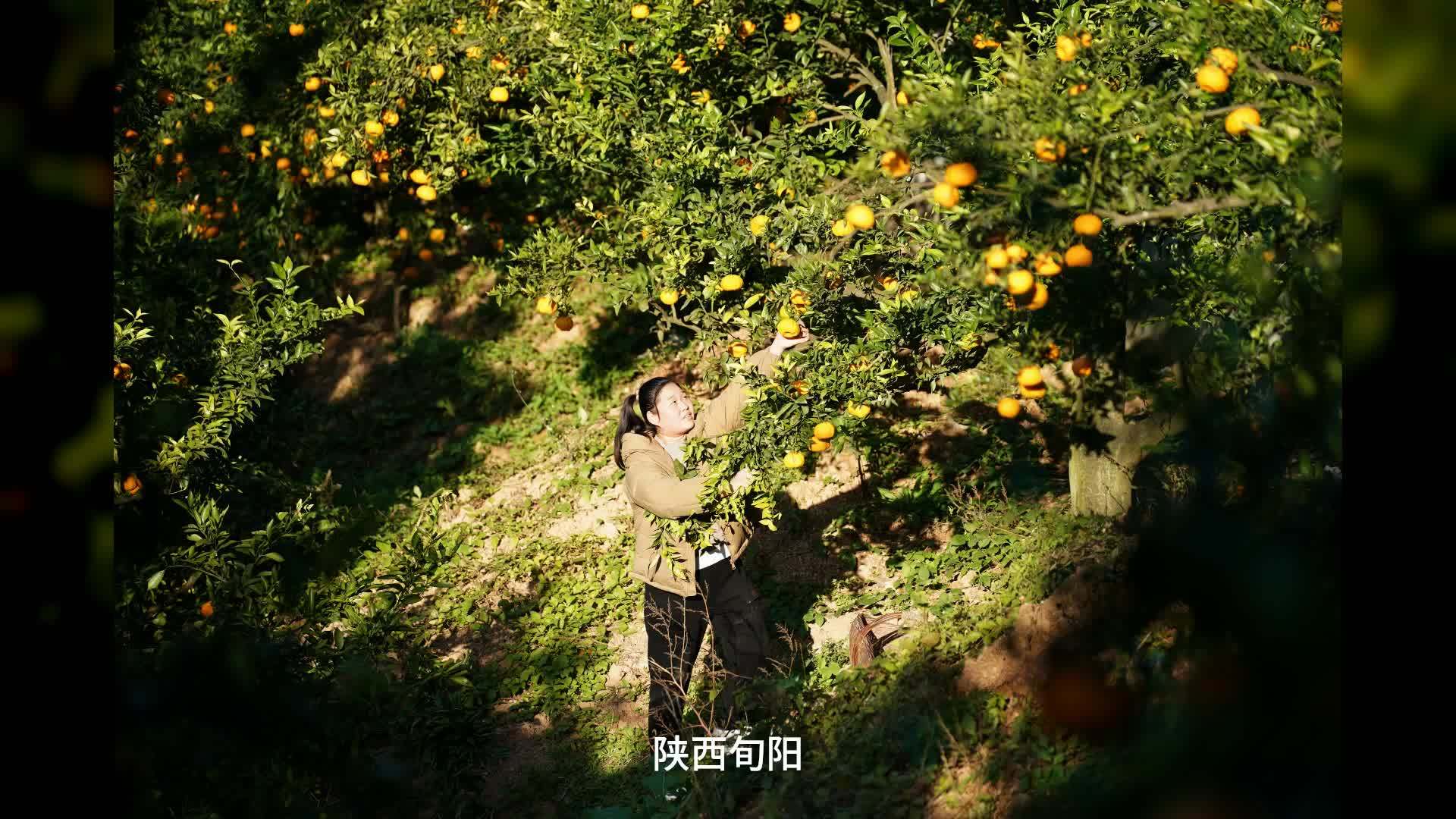 陕西旬阳：狮头柑丰收上市