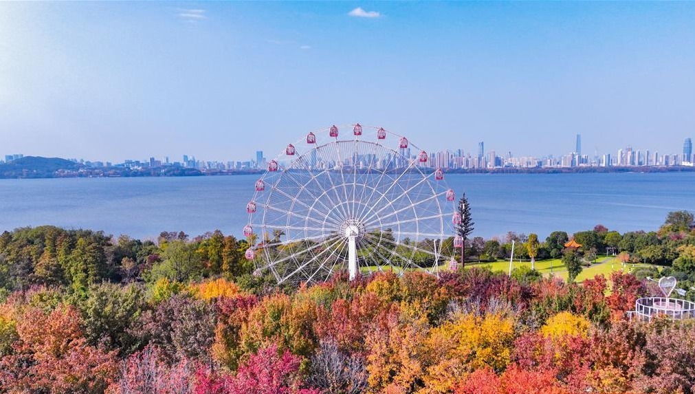 武汉东湖磨山的初冬乐章渐入高潮凤凰网湖北_凤凰网