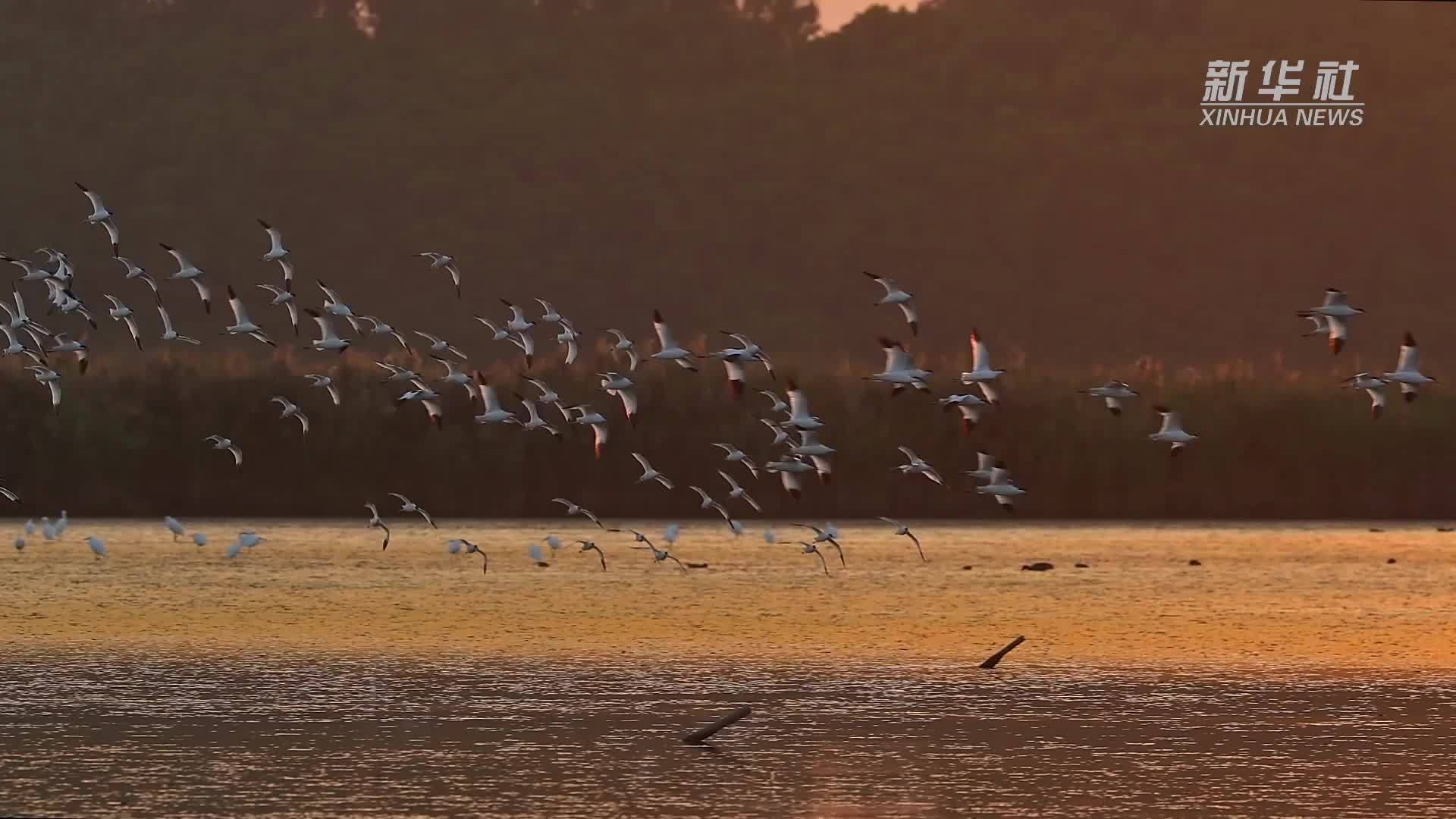 广州南沙:反嘴鹬湿地上空盘旋飞舞_凤凰网视频_凤凰网