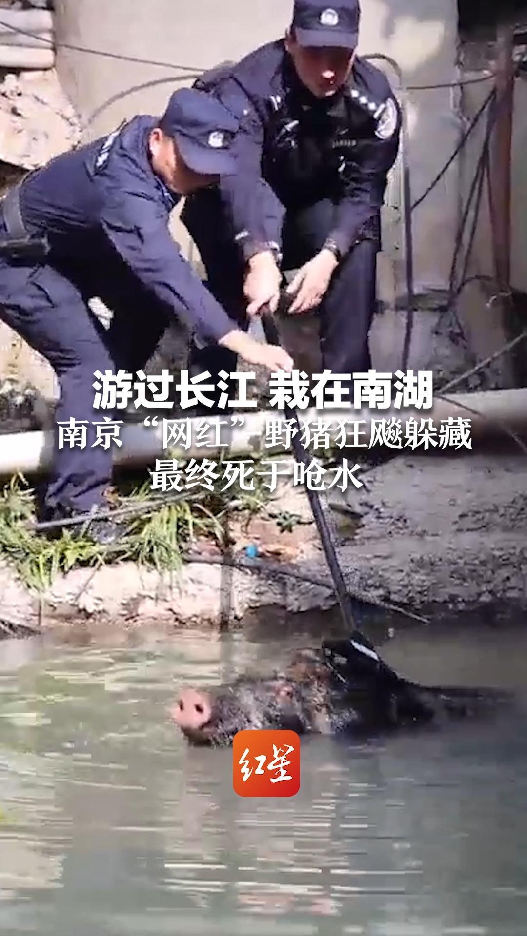游过长江，栽在南湖 南京“网红”野猪狂飚躲藏 最终死于呛水