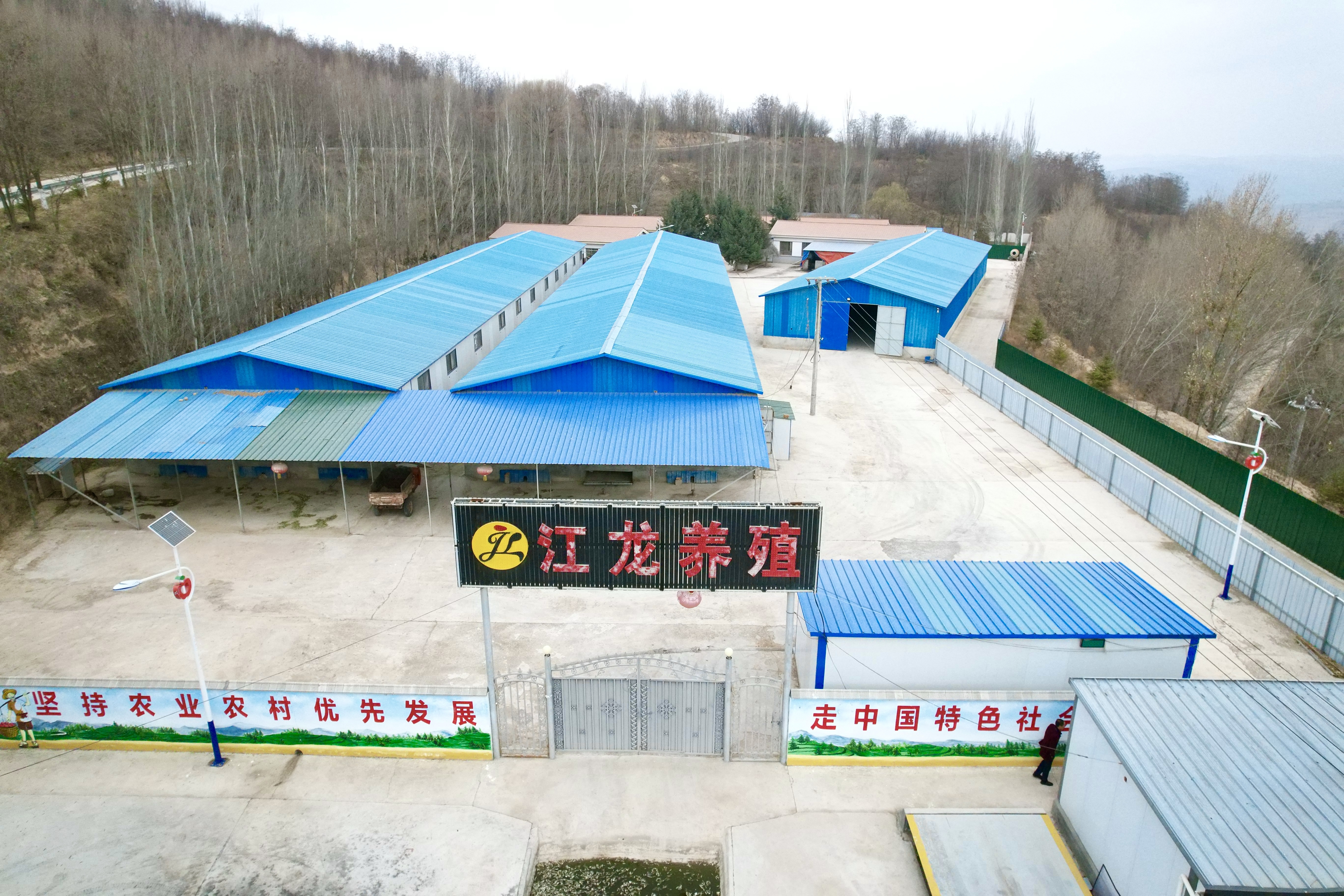 静宁农户借鸡躺赚：下蛋“公”鸡致富路上“战斗机”