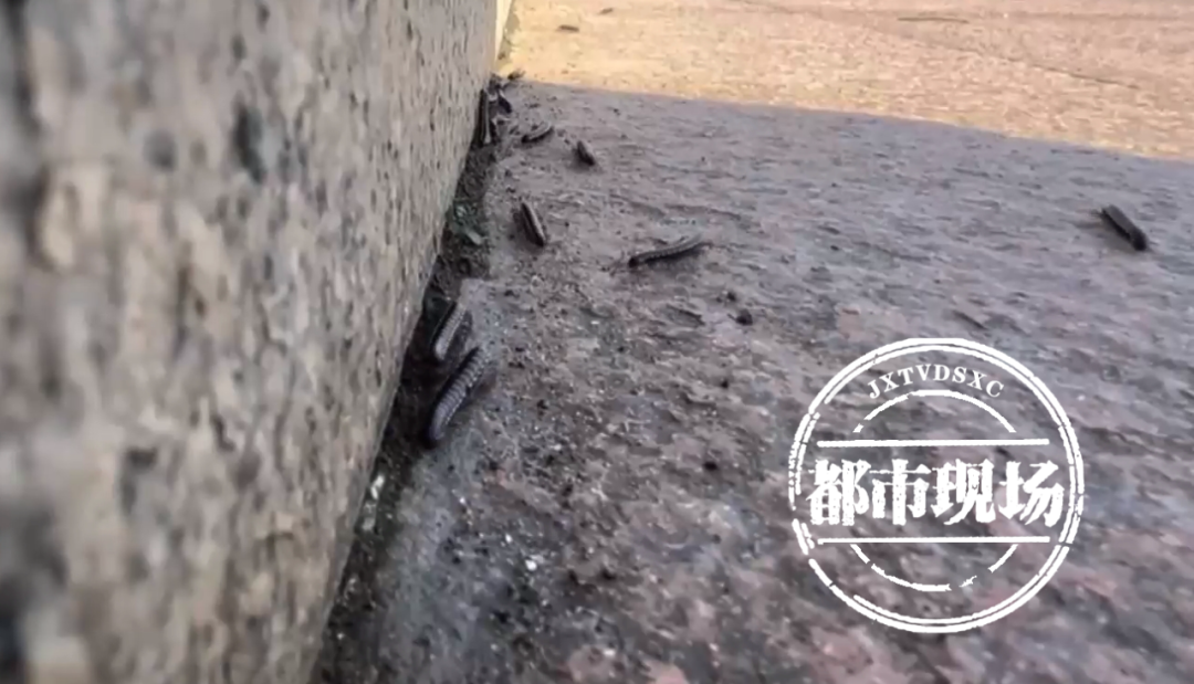 南昌赣江市民公园傩文化广场好多虫子 看得让人头皮发麻