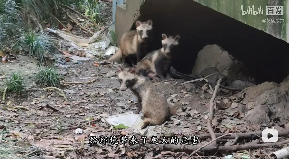 △进城后，貉丁兴旺。（图/up主@花落成蚀）