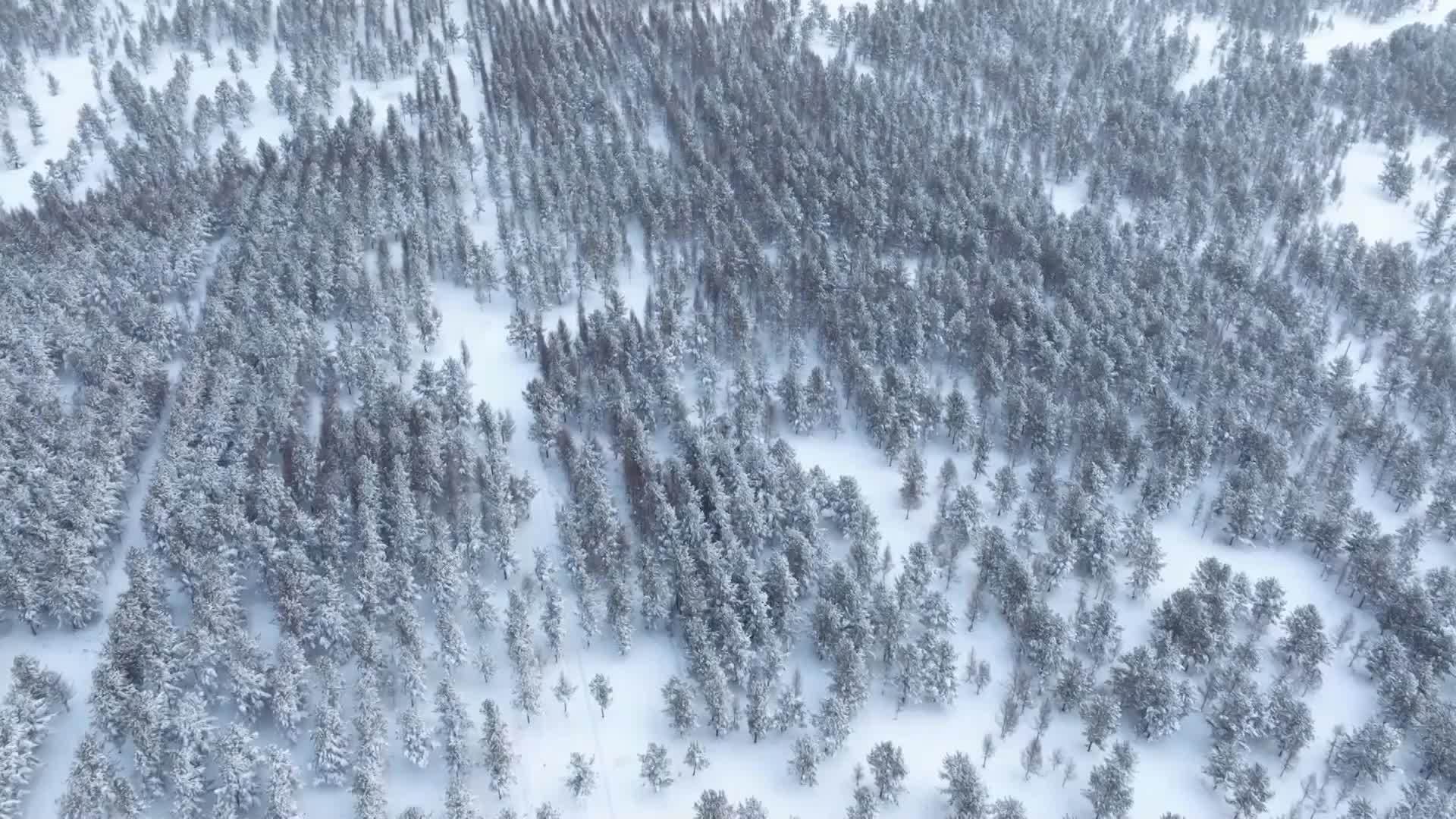 瞰中国｜静湖冬韵 雪压青松