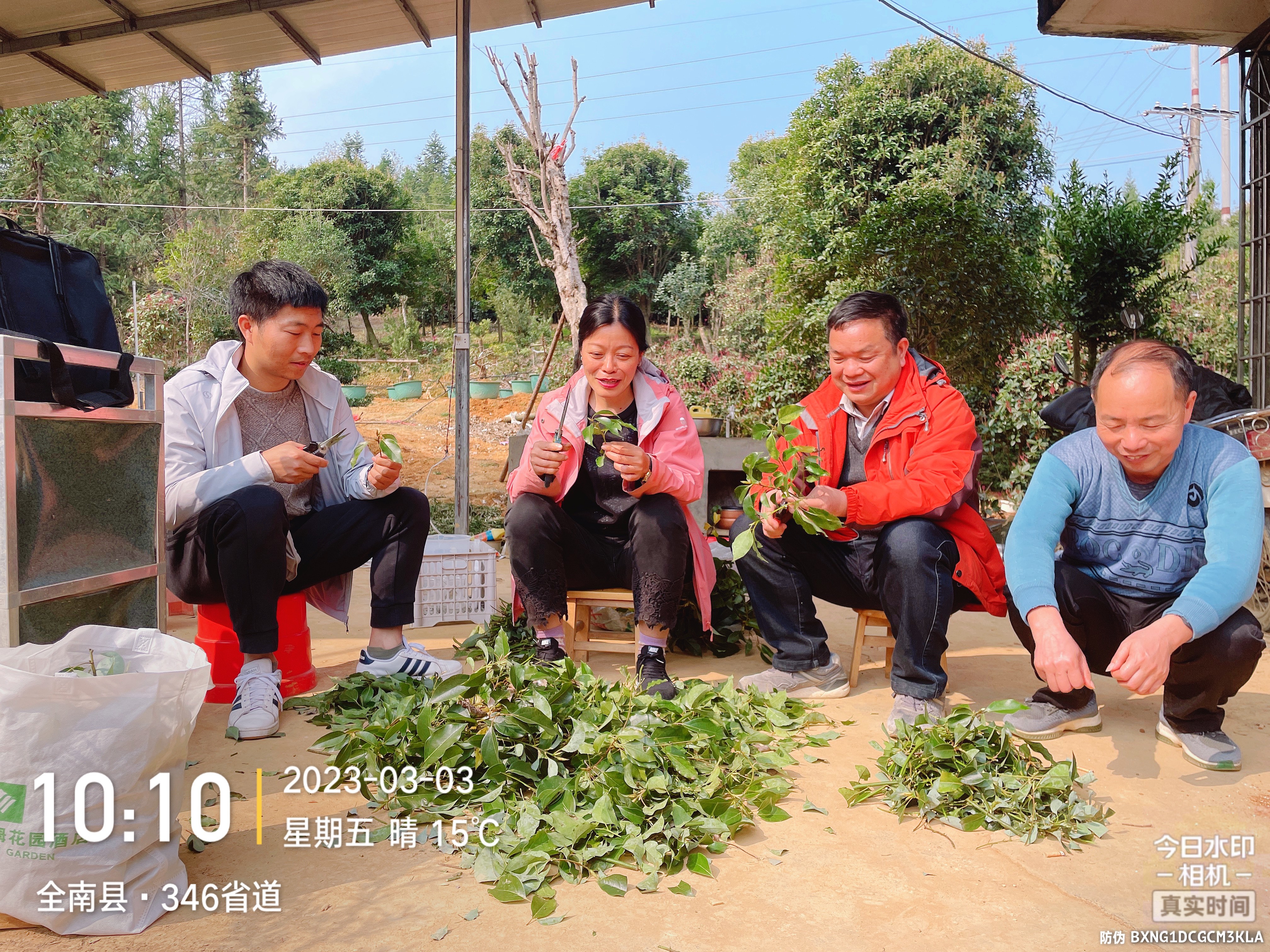 罗惠文(左二)在现场与林农一起准备金叶香樟扦插育苗穗条