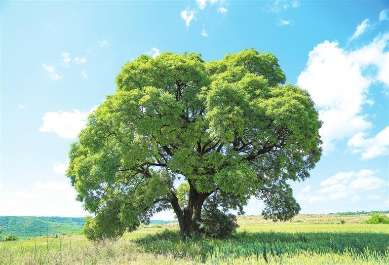 泾川县高平镇塬边村三社梁峁顶的古槐