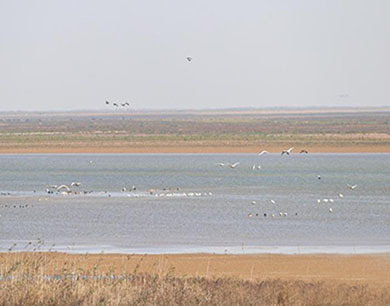 江西南昌：越冬候鸟齐聚鄱阳湖畔 尽显生态之美