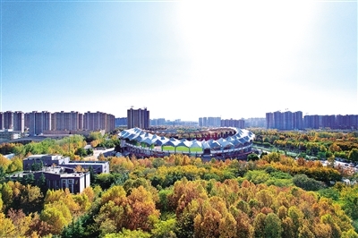 11月23日，蓝天下，航海体育场被一片金黄包围