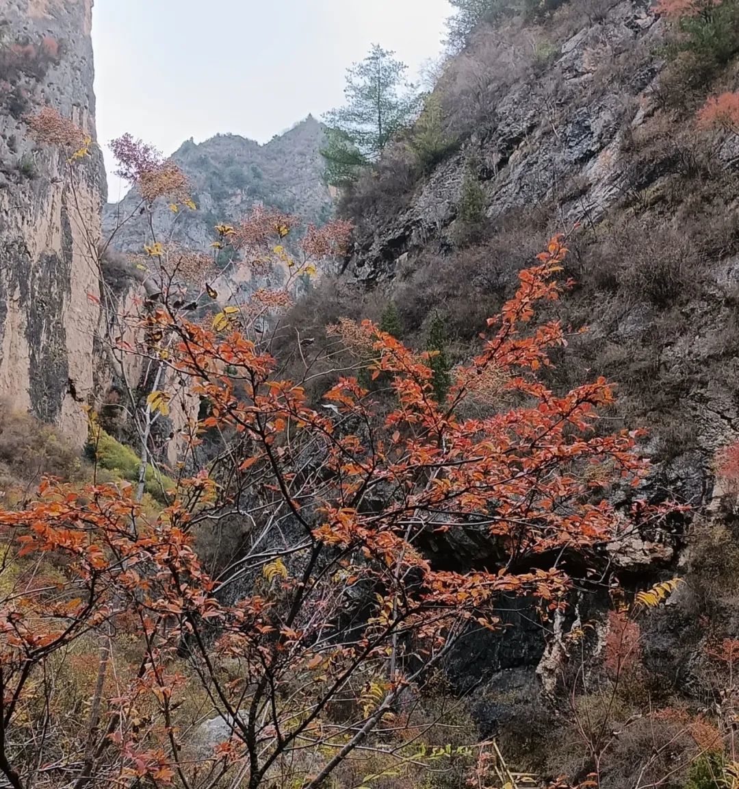 初冬雪雾锁禅林 人间仙境贵清山