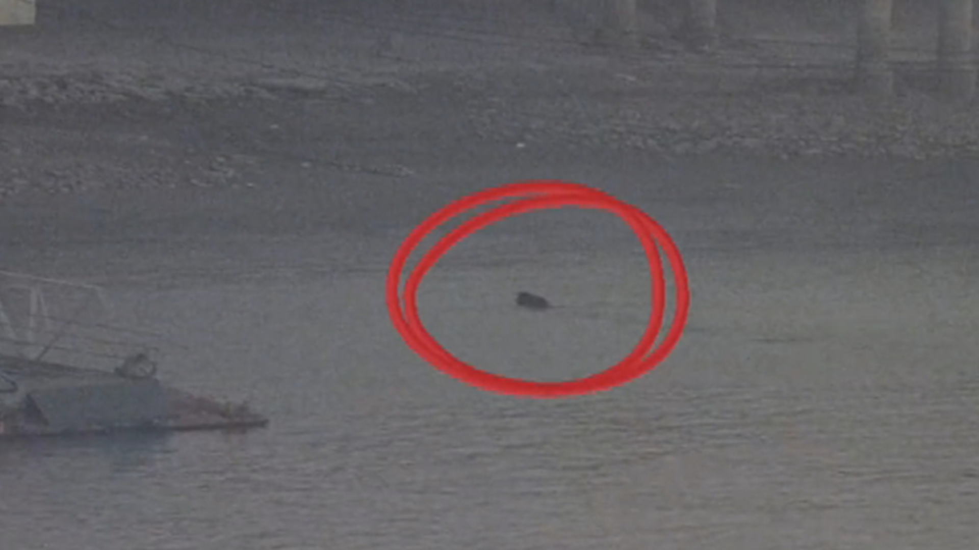 南京一只野猪“丝滑”横渡长江，多次躲避货轮，被监控全程记录