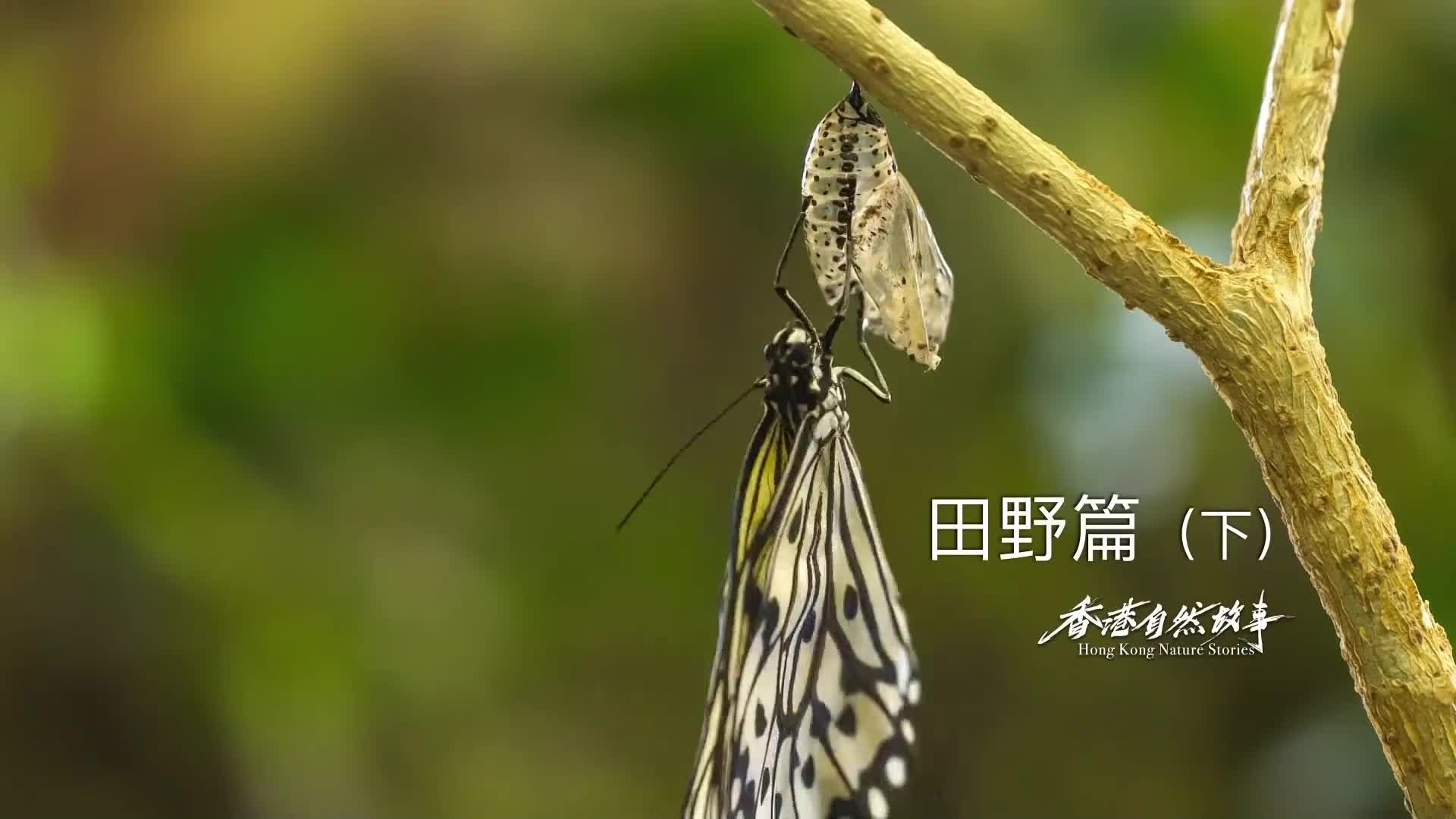 《香港自然故事》第五集田野篇（下）