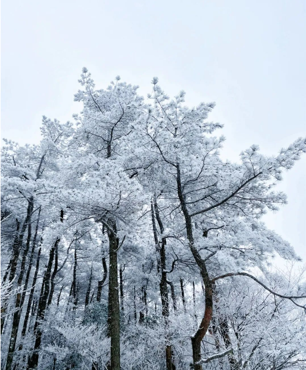 宜春明月山:待到雪落时 相约赏雪去