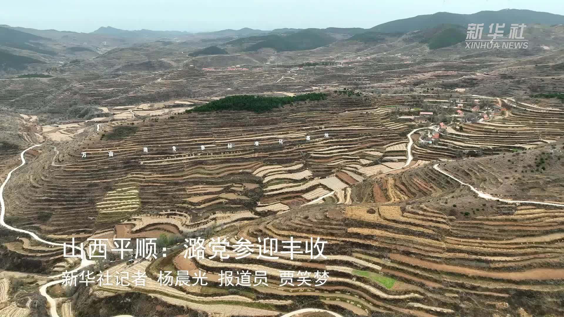 山西平顺：潞党参迎丰收