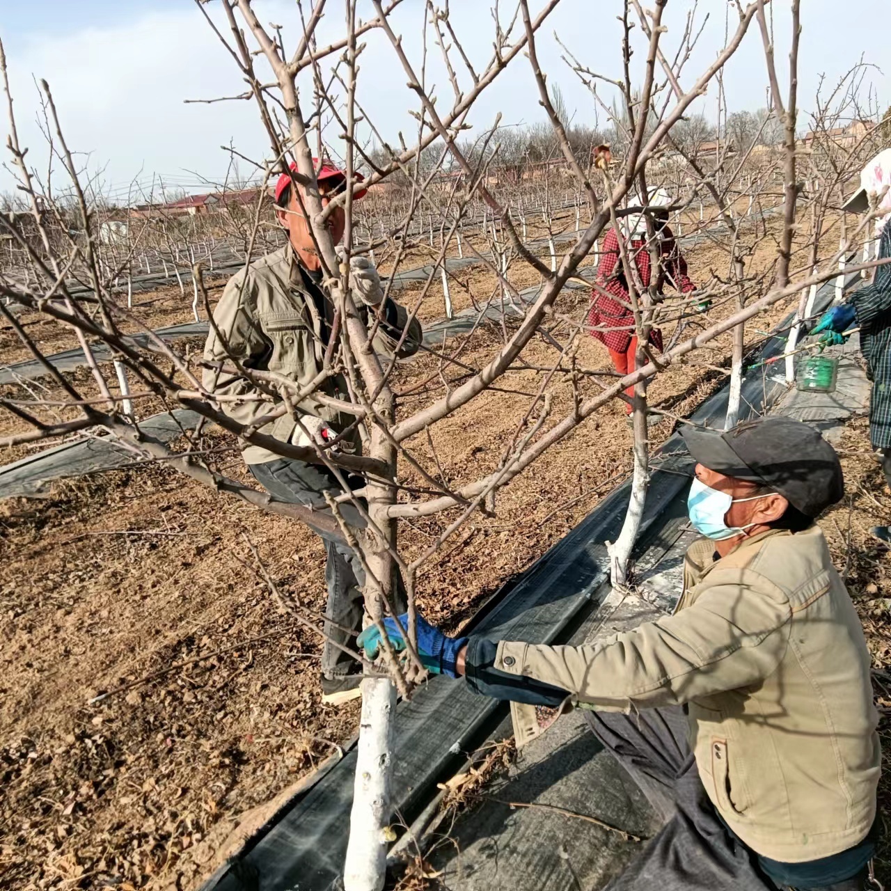 工人正在修剪果树（崆峒区融媒体中心供图）