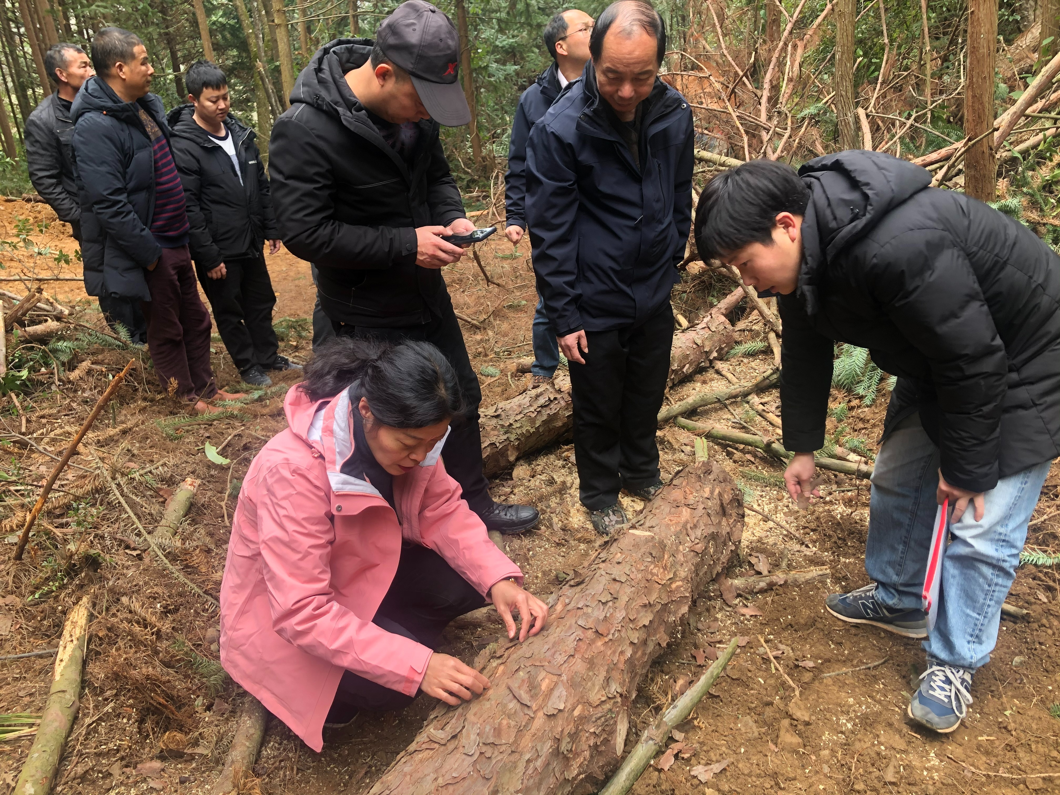 罗惠文(左一)在除治现场观察树干上松褐天牛产卵和羽化情况