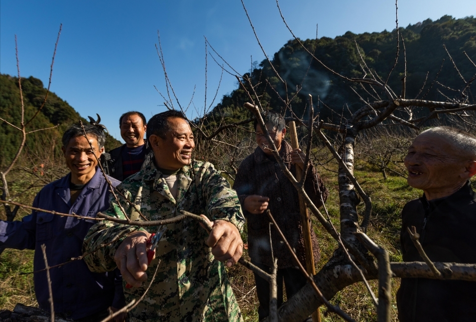 村民在管护黄桃树