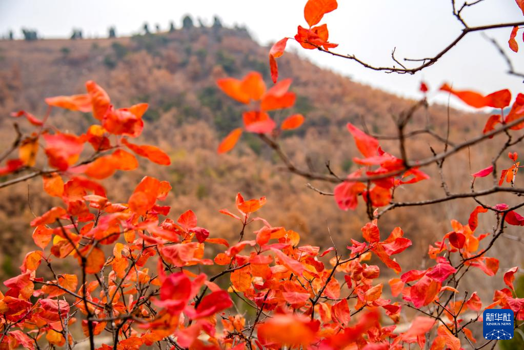 11月29日在山东省枣庄市山亭区水泉镇拍摄的美丽冬景。 新华社发（刘明祥摄）