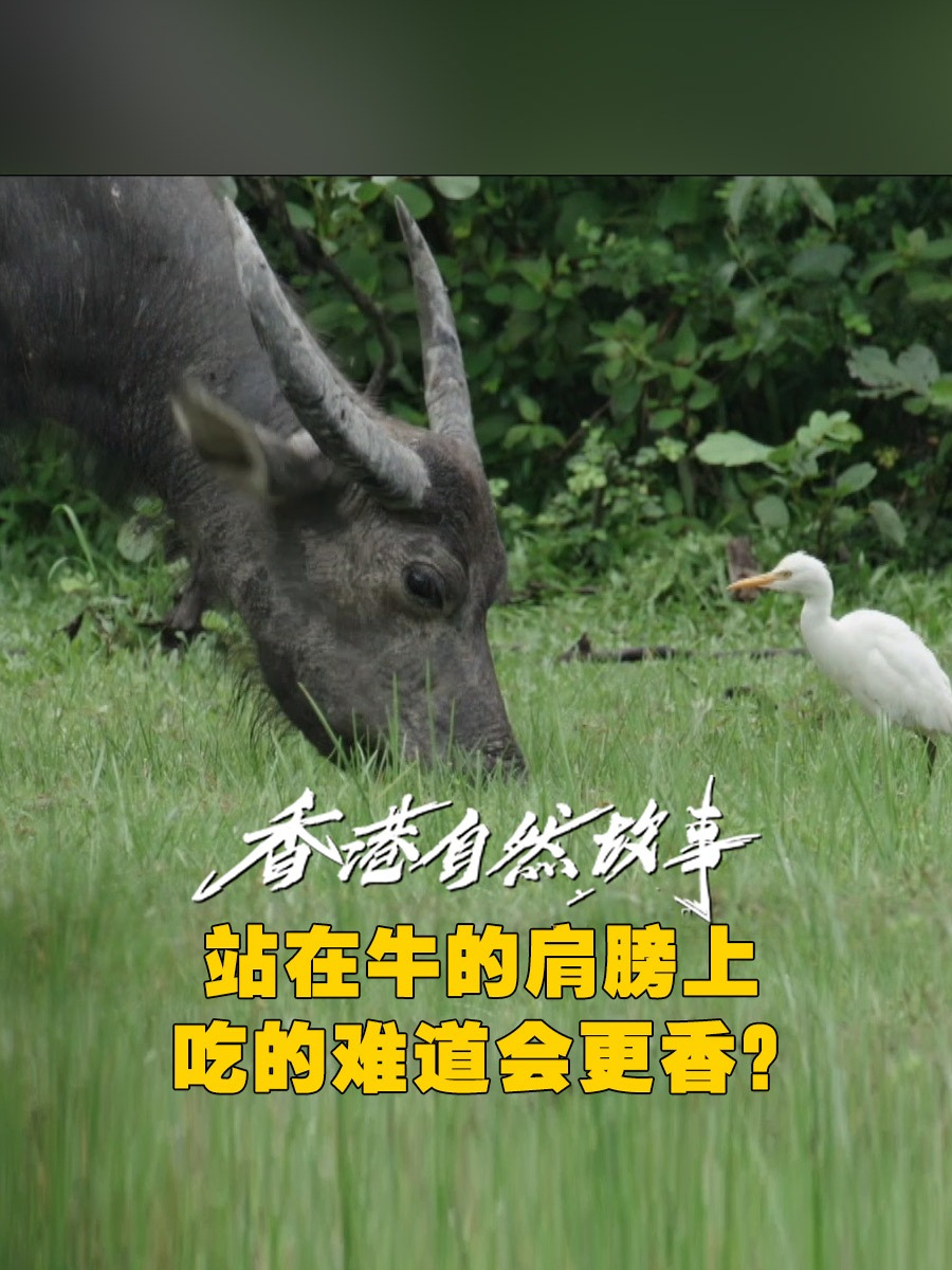 站在牛的肩膀上，吃的难道会更香？——大屿山水门村的牛背鹭，每天要做的事情就是站在水牛背上，来捕食牛背上的寄生虫，水牛既给牛背鹭提供了食物，也靠牛背鹭来担任警卫，它就好心无旁骛的吃草了#香港自然故事